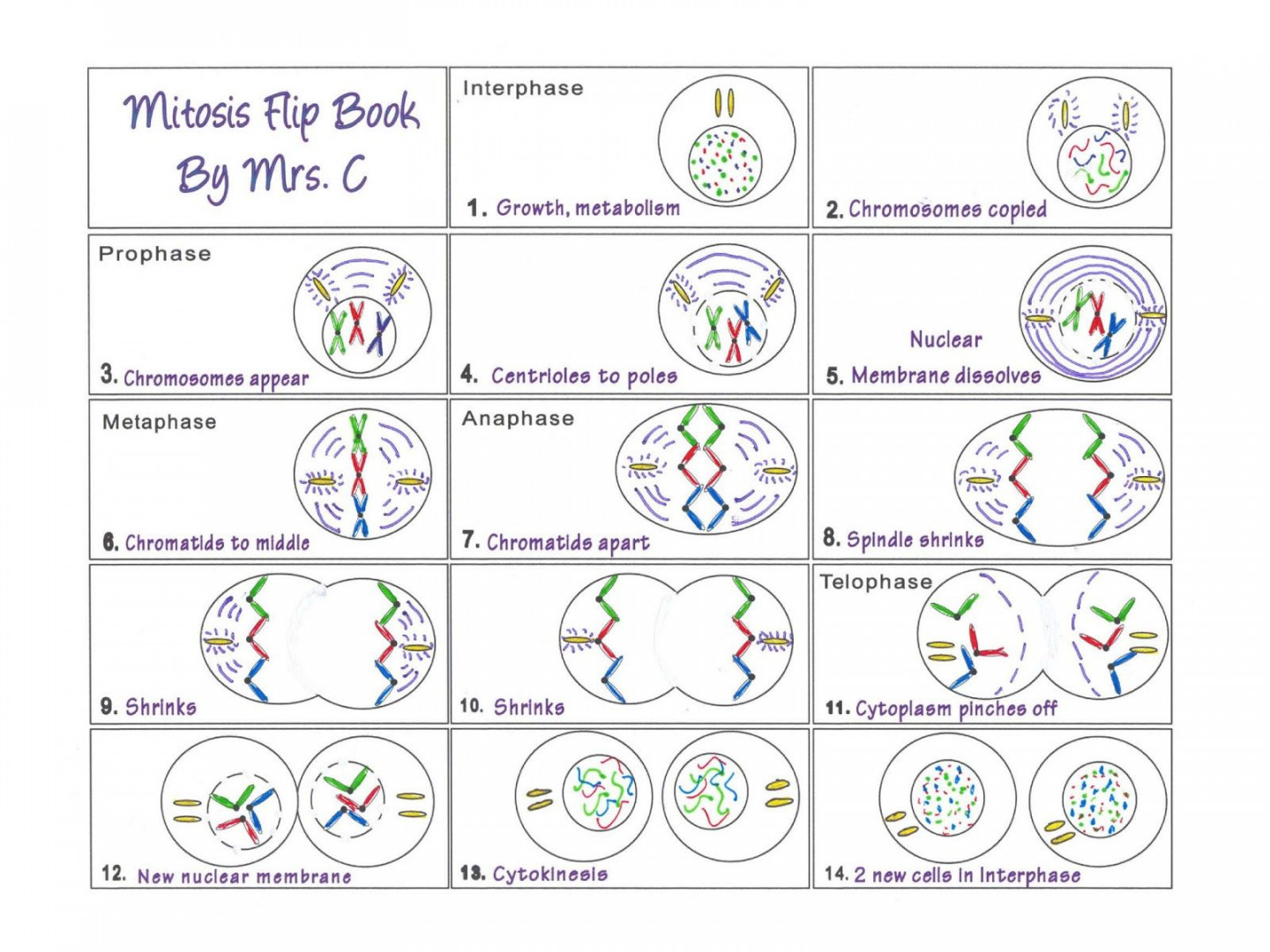 Art at Becker Middle School: Mitosis Flip Book example  Flip book