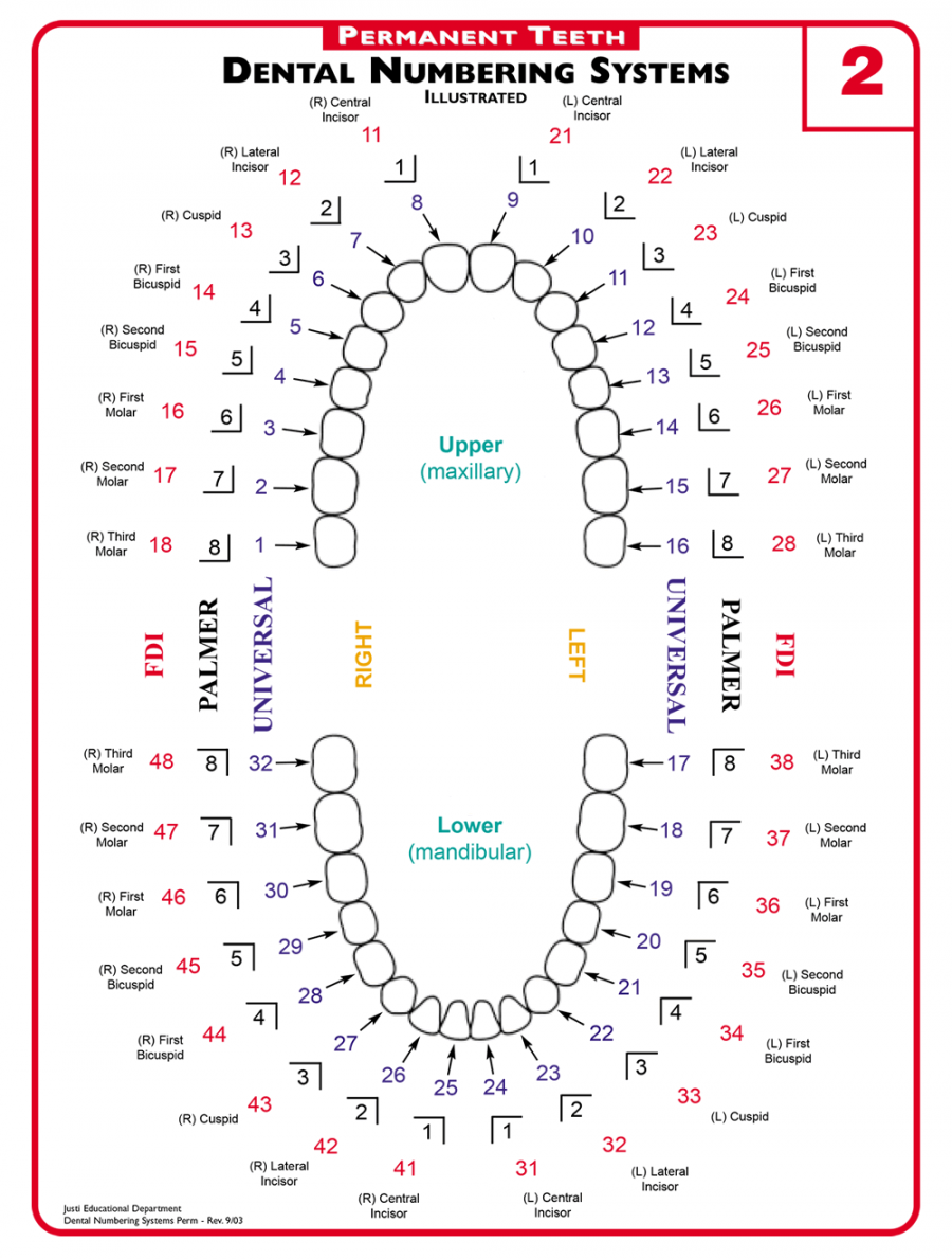 A Guide to Understanding Dental Lingo - from Dentist