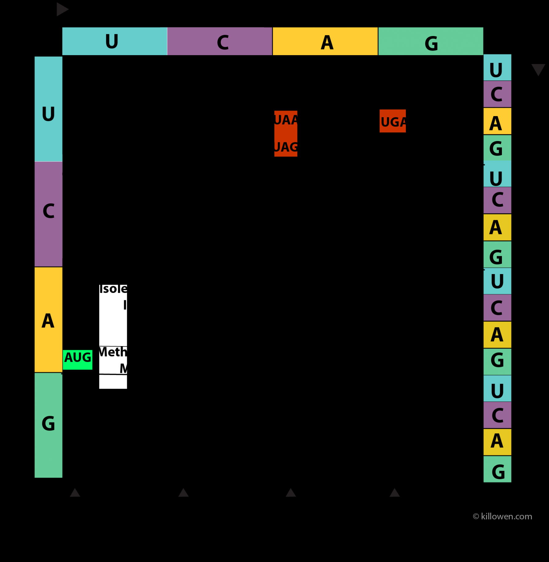 Amino Acids - Coding- Structure