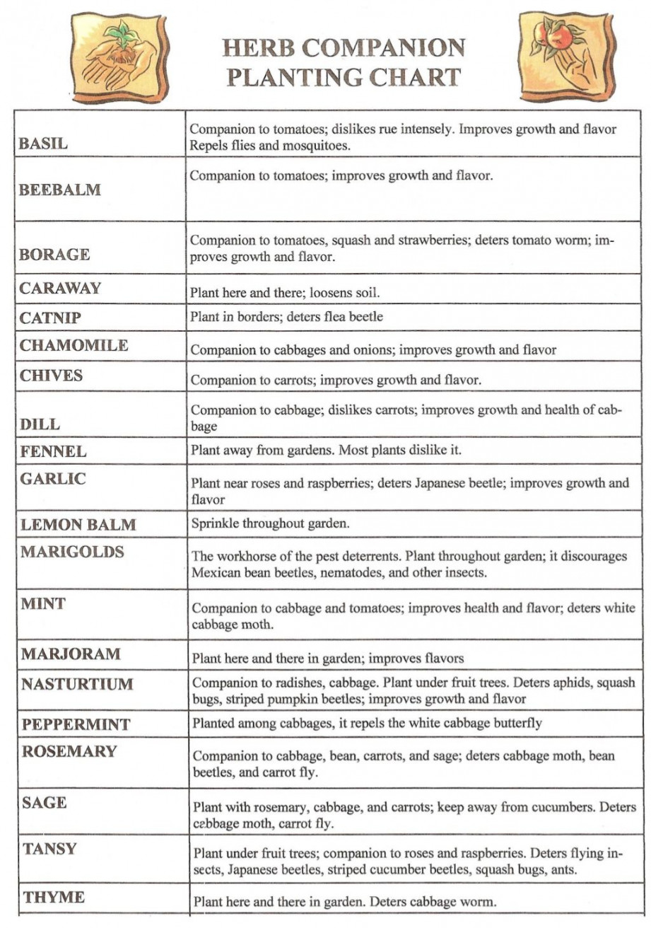 Herb Companion Planting Chart - Herbal gardens  Herb companion