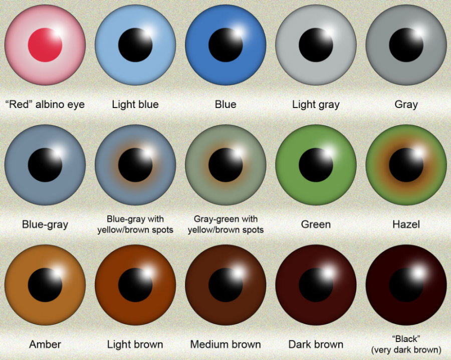 human eye color chart - Google Search  Eye color chart, Eye color