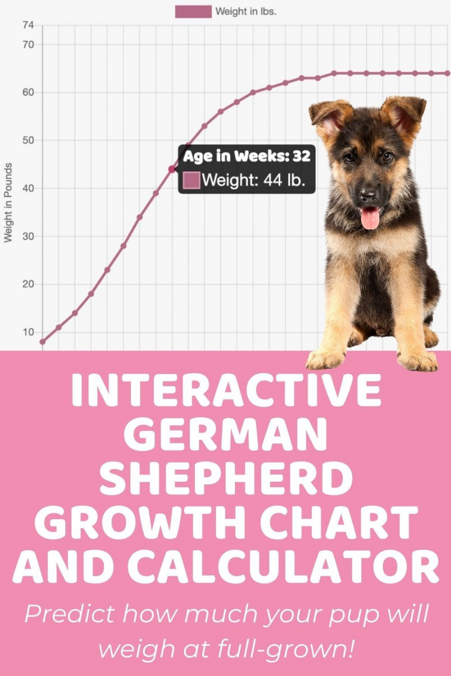 Interactive German Shepherd Growth Chart and Calculator - Puppy