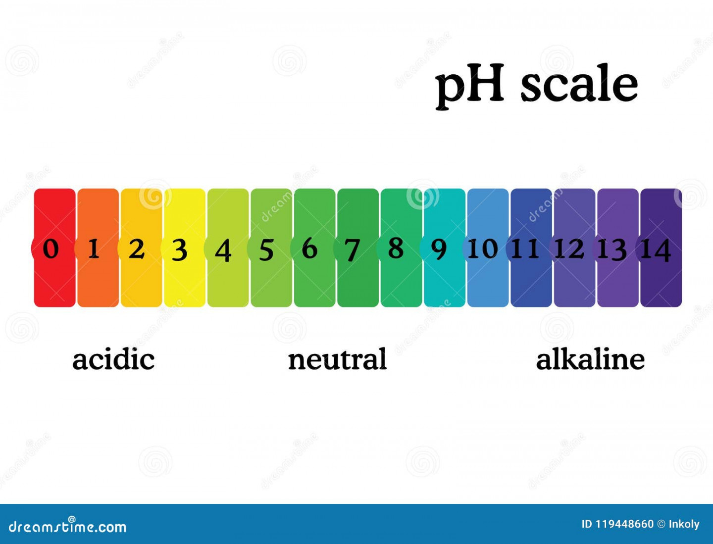 PH Scale Diagram with Corresponding Acidic or Alcaline Values