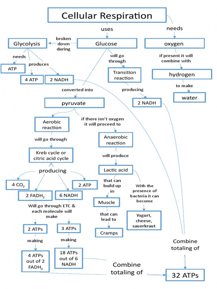 Cellular Respiration Concept Map  PDF  Cellular Respiration