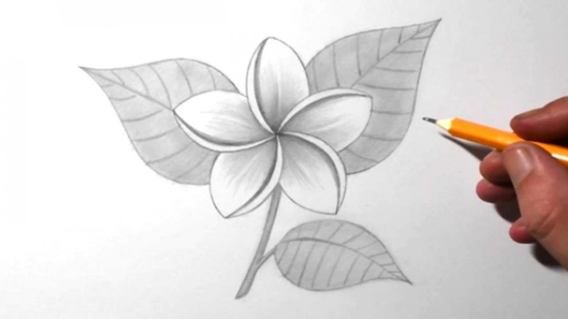 How to Draw a Jasmine Flower for Beginners  Pencil Drawing & Shading