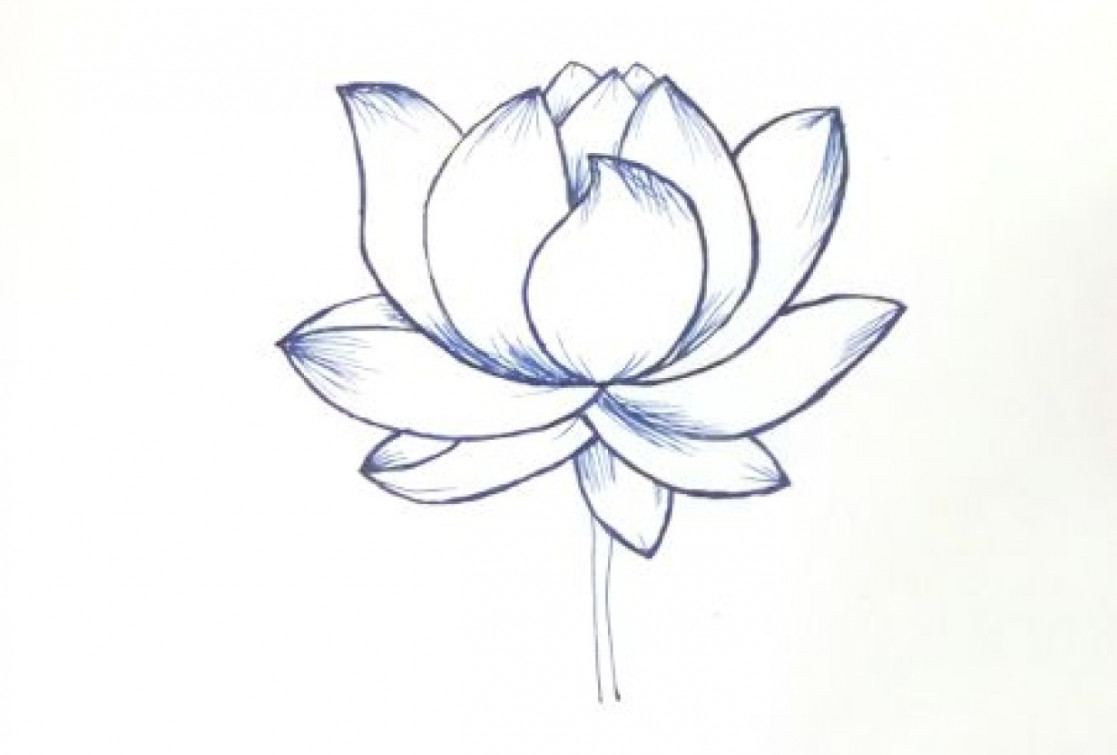 How To Draw Flowers  Lotus Flowers  Inprint  Skillshare