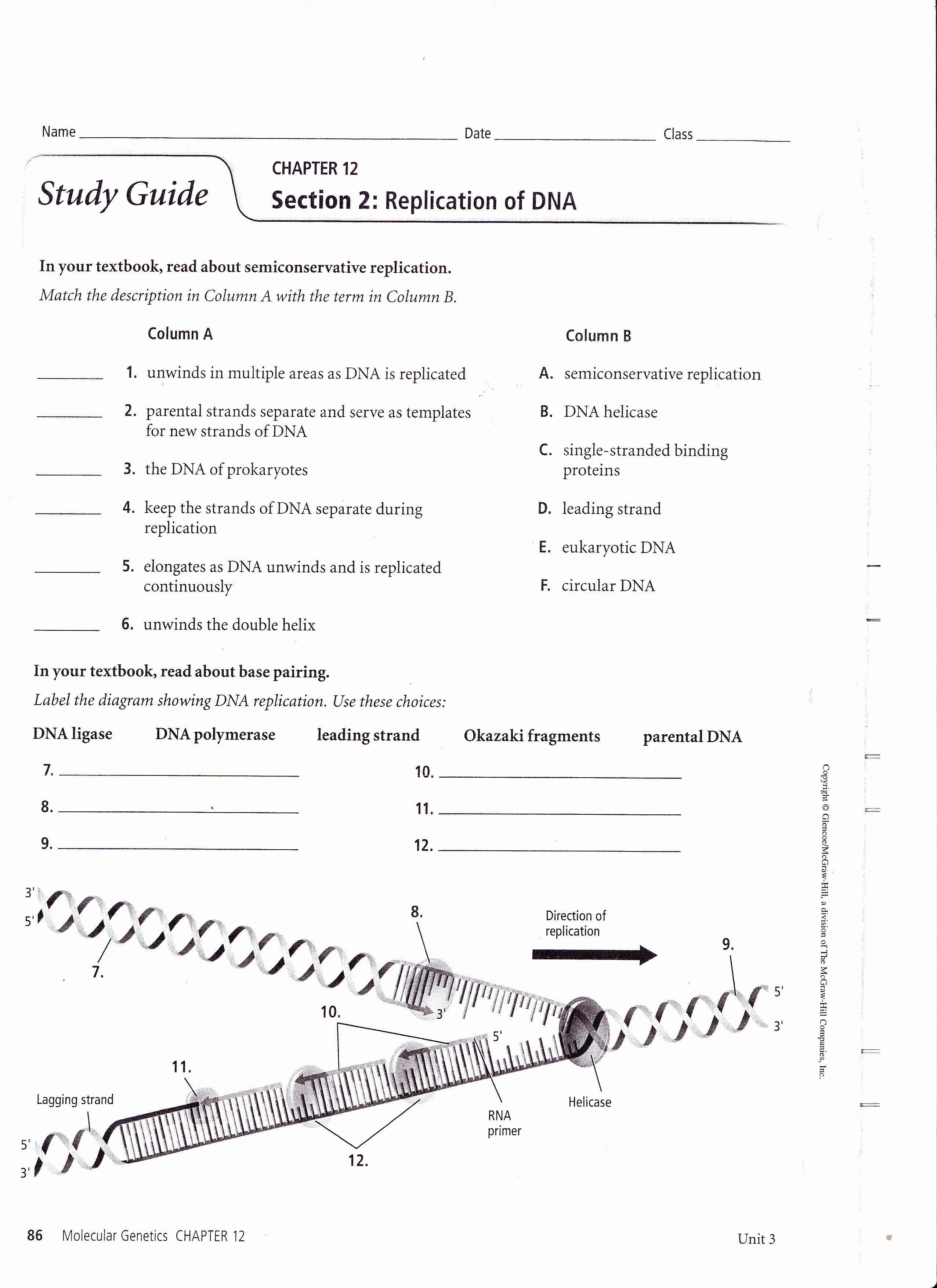 Best 45 Dna Structure And Replication Worksheets Ideas 36