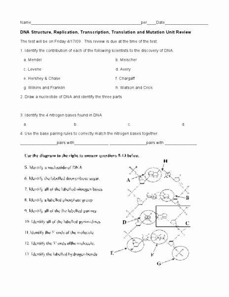 Best 45 Dna Structure And Replication Worksheets Ideas 40