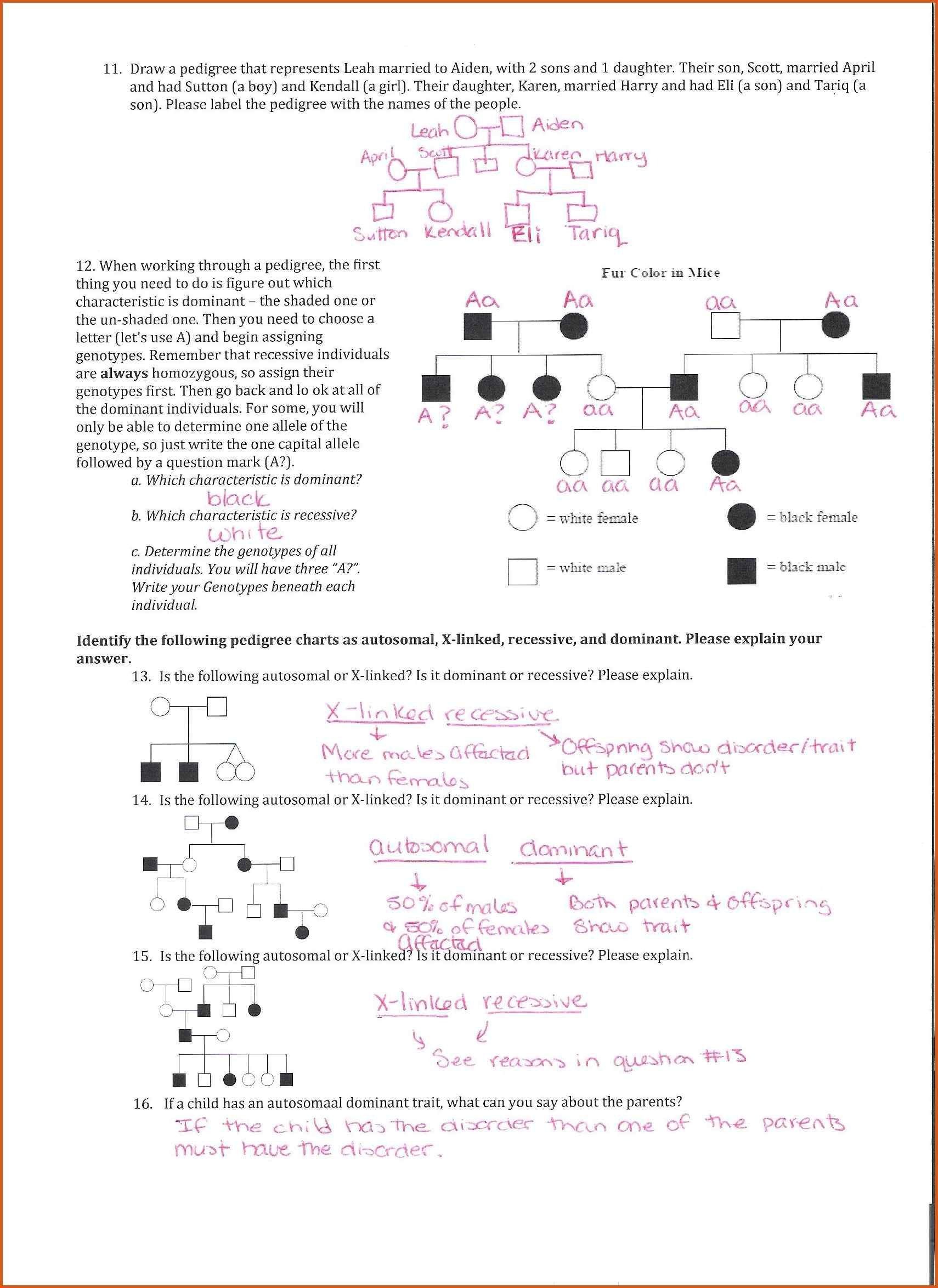 Best 50 Pedigree Worksheets Answers Ideas 15